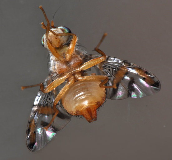Image of Mediterranean fruit fly