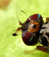 Image of Mediterranean fruit fly