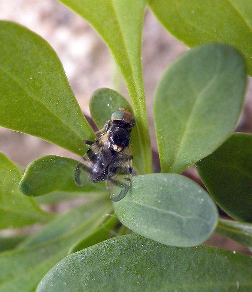 Image of Rhagoletis berberidis Jermy 1961