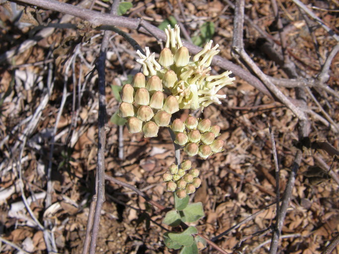 Image of rush milkweed
