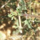 Image of <i>Bebbia atriplicifolia</i>