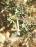 Image of <i>Bebbia atriplicifolia</i>