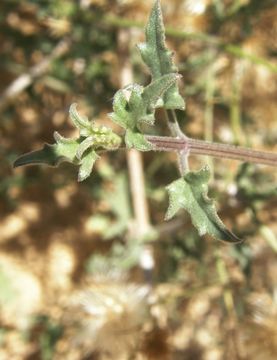 Image de <i>Bebbia atriplicifolia</i>