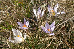 صورة Crocus reticulatus Steven ex Adam