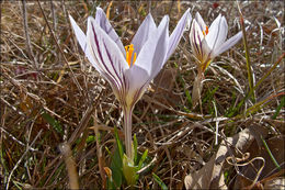 صورة Crocus reticulatus Steven ex Adam