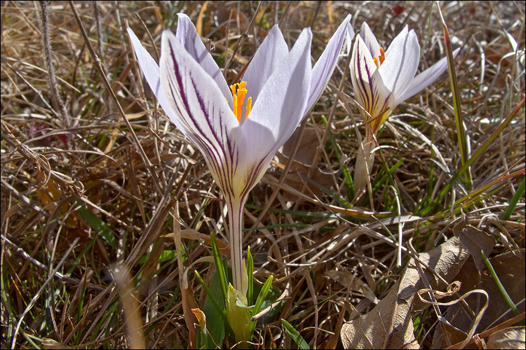 صورة Crocus reticulatus Steven ex Adam