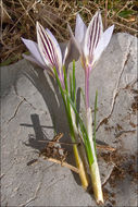 صورة Crocus reticulatus Steven ex Adam