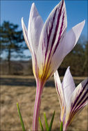 صورة Crocus reticulatus Steven ex Adam