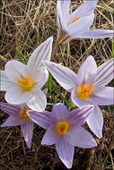 صورة Crocus reticulatus Steven ex Adam