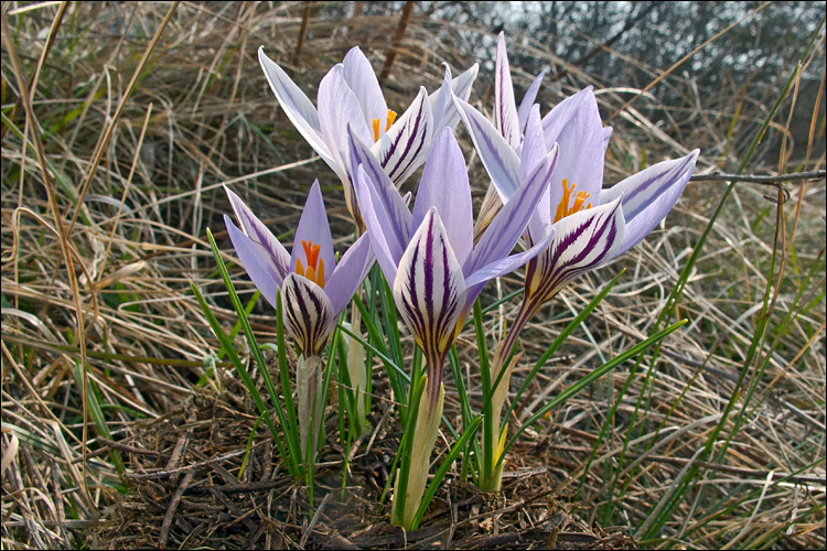 صورة Crocus reticulatus Steven ex Adam