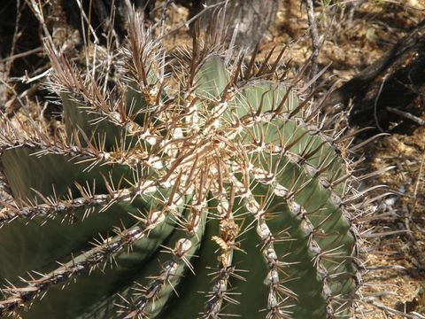 Image of <i>Ferocactus peninsulae</i> ssp. <i>townsendianus</i>