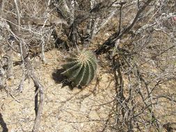 صورة <i>Ferocactus peninsulae</i> ssp. <i>townsendianus</i>