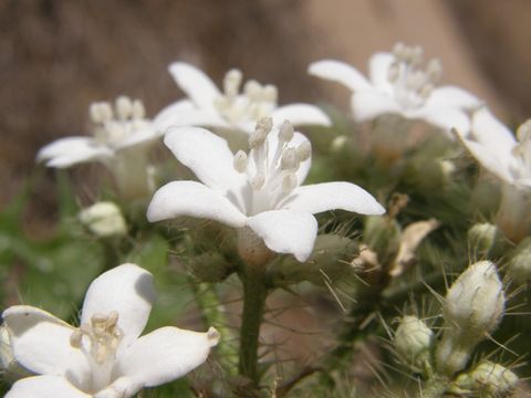 Image of mala mujer