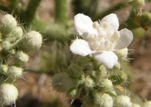 Image of mala mujer