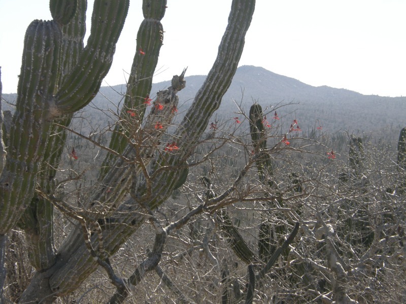 Sivun Erythrina flabelliformis Kearney kuva