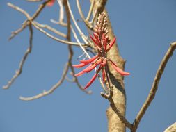 Слика од Erythrina flabelliformis Kearney