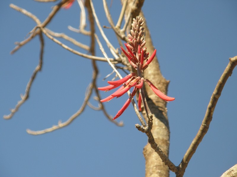 Sivun Erythrina flabelliformis Kearney kuva