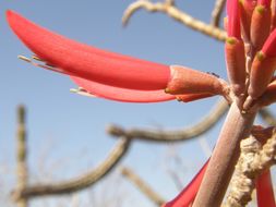 Image of coralbean