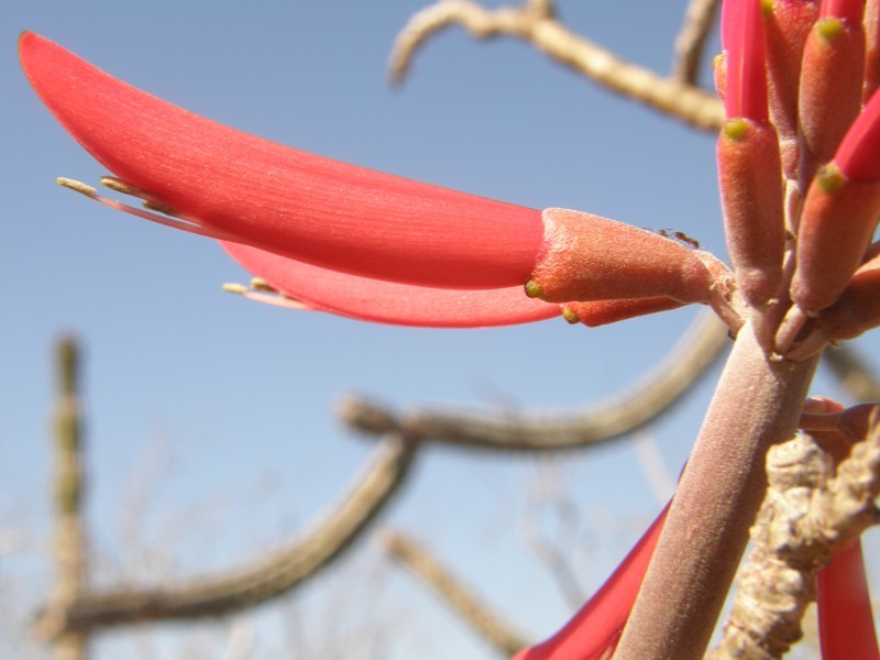 Sivun Erythrina flabelliformis Kearney kuva