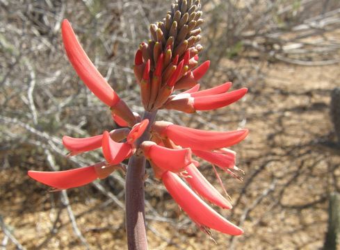 Erythrina flabelliformis Kearney resmi