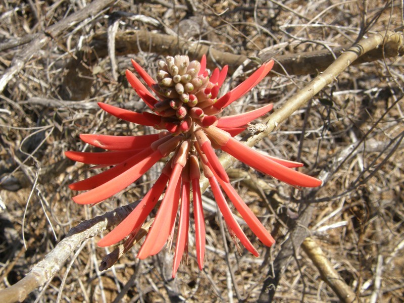 Sivun Erythrina flabelliformis Kearney kuva