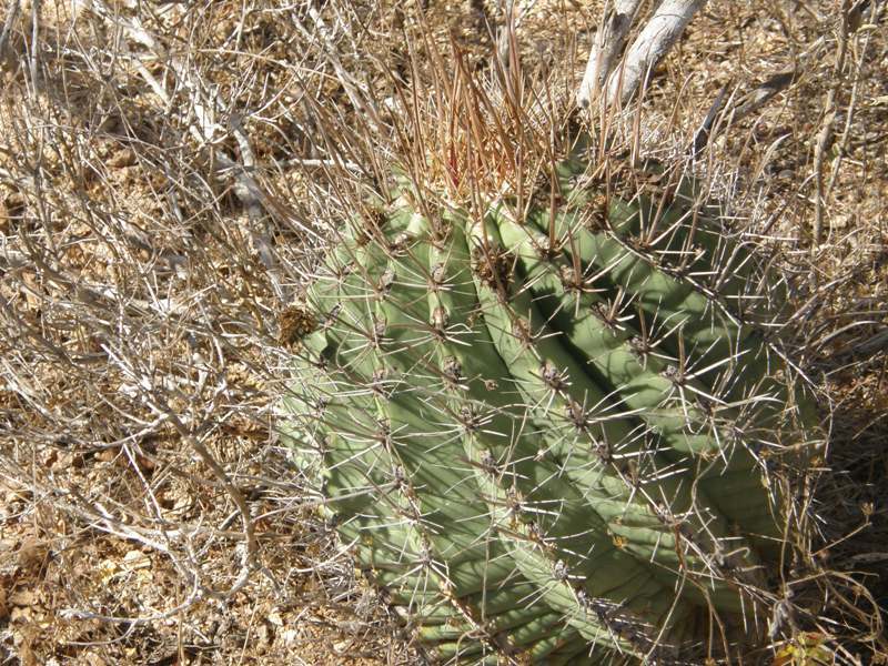 صورة <i>Ferocactus peninsulae</i> ssp. <i>townsendianus</i>