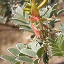 Plancia ëd Indigofera fruticosa Rose