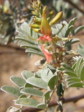 Plancia ëd Indigofera fruticosa Rose