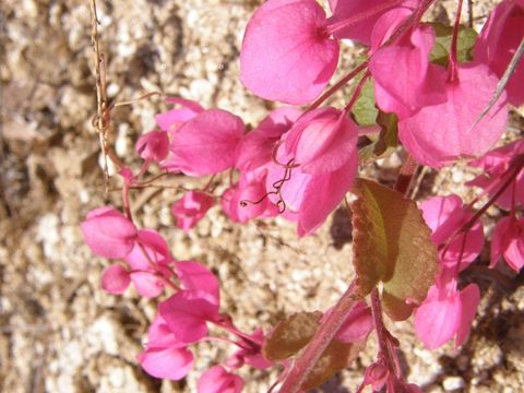 Image of coral vine