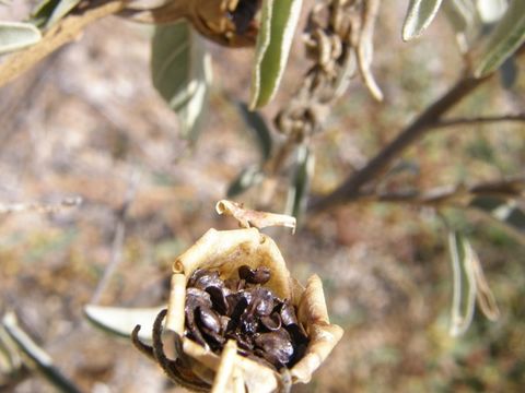 Image of Hinds' nightshade