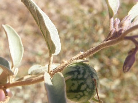 Image of Hinds' nightshade