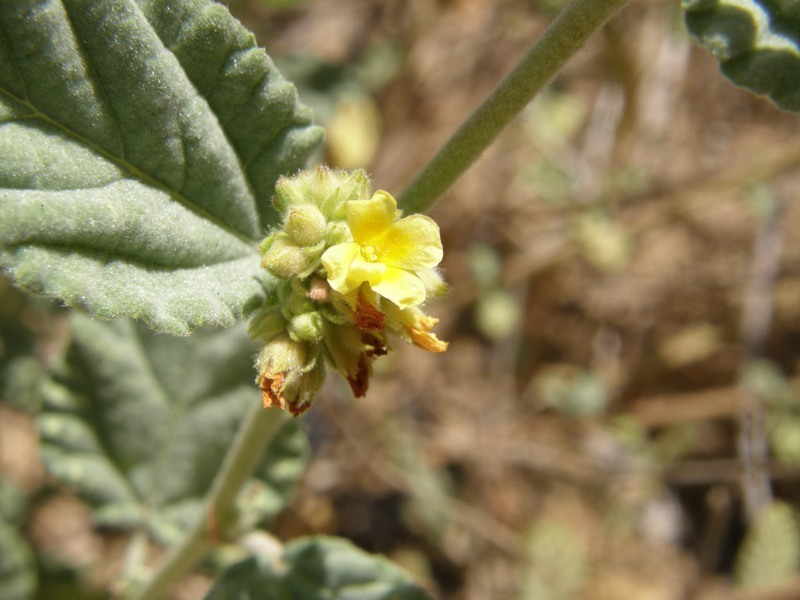 Imagem de Waltheria indica L.