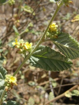 Image de Waltheria indica L.