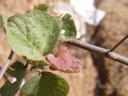 Image of Gossypium klotzschianum Anderss.