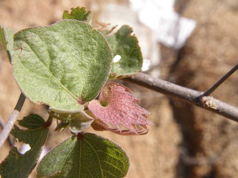 Imagem de Gossypium klotzschianum Anderss.