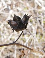 Image of Gossypium klotzschianum Anderss.