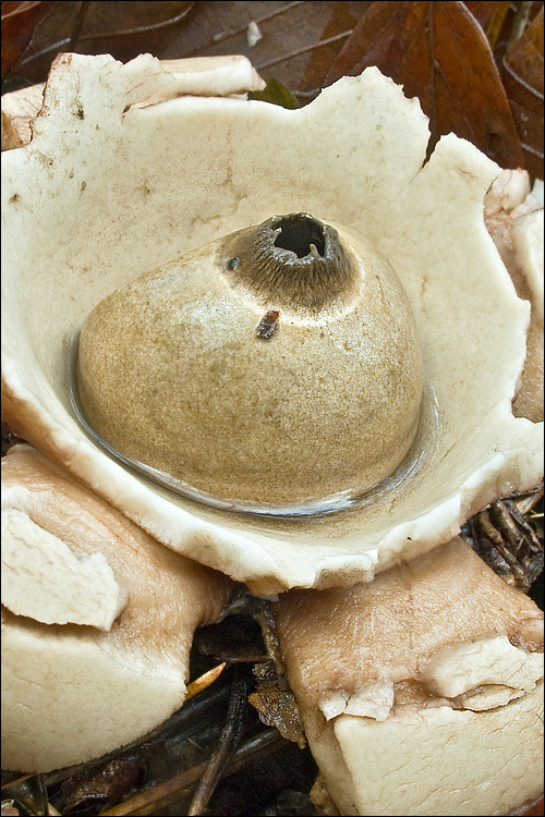 Plancia ëd Geastrum triplex Jungh. 1840