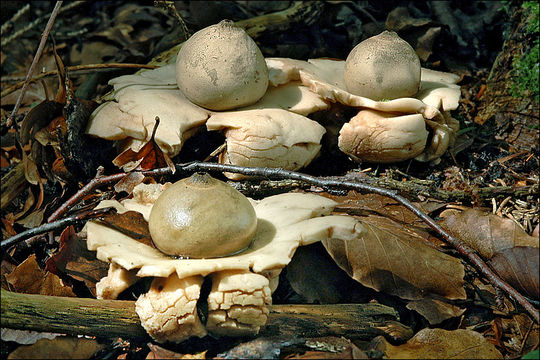 Image of Collared Earthstar