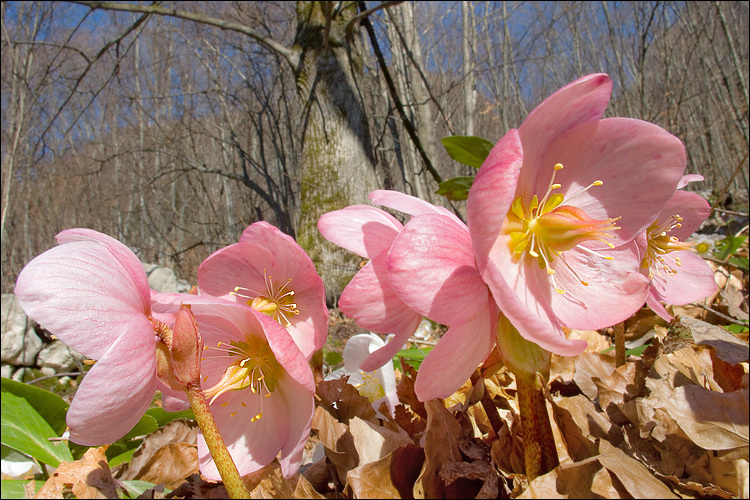 Image of black hellebore