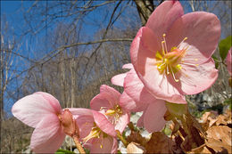 Image of black hellebore