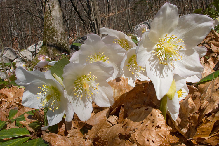 Image of black hellebore