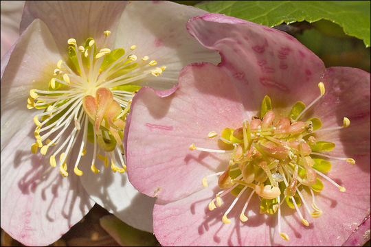 Image of black hellebore