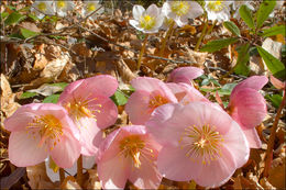 Image of black hellebore