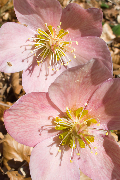 Image of black hellebore