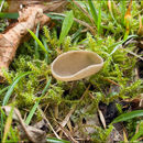 Image de Helvella macropus (Pers.) P. Karst. 1871