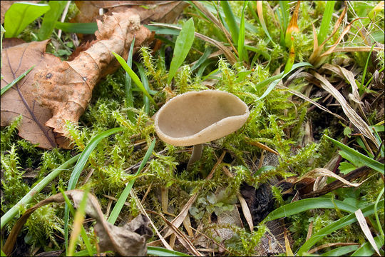 Image de Helvella macropus (Pers.) P. Karst. 1871