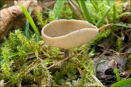 Image de Helvella macropus (Pers.) P. Karst. 1871