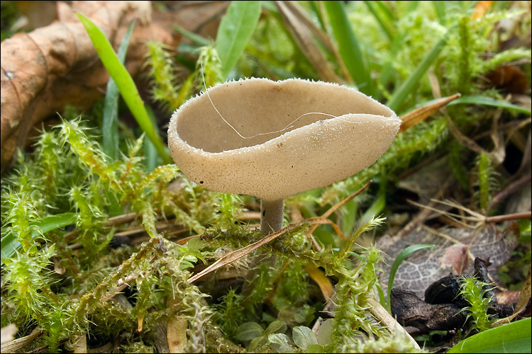 Image de Helvella macropus (Pers.) P. Karst. 1871