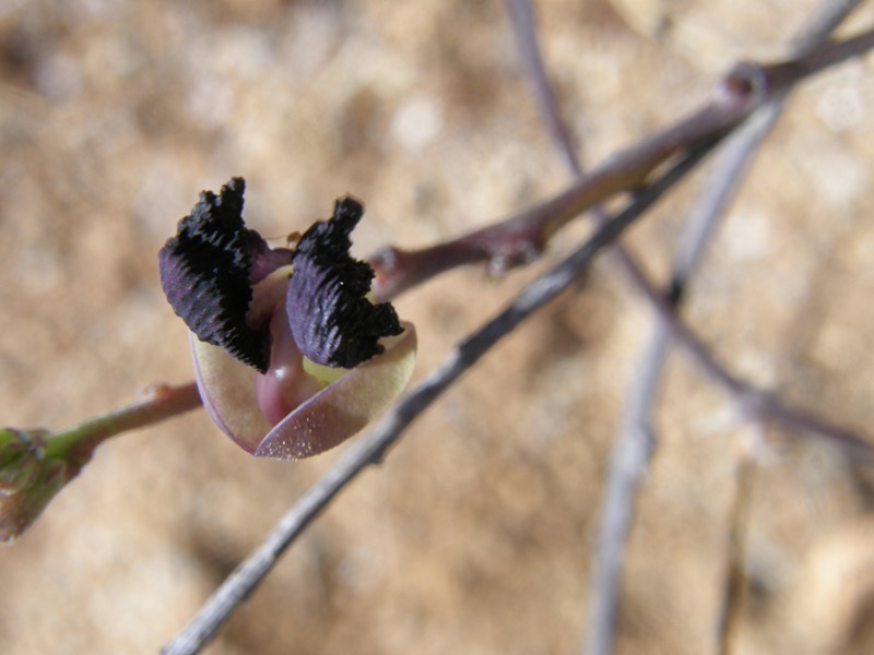 Image of purple bushbean
