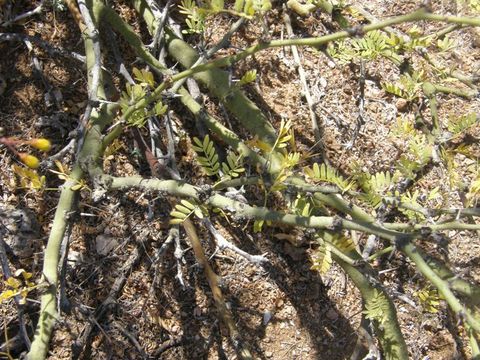 Image of Parkinsonia praecox (Ruiz & Pav.) Hawkins